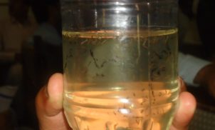Óleo de tomilho é usado contra a dengue