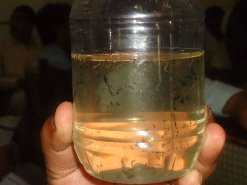 Óleo de tomilho é usado contra a dengue