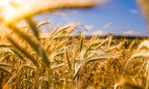 Polarização política: o que a agricultura tem a ver?