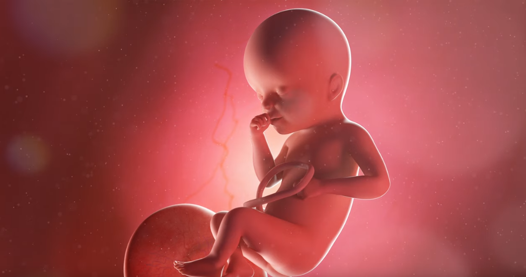 Grupos pró-vida encontram congelador com bebês abortados na Universidade de Washington