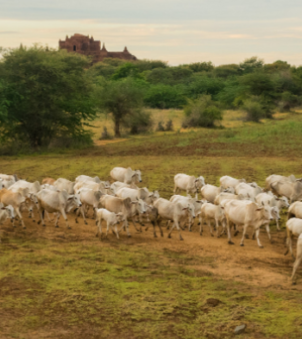 Clima: a pecuária brasileira é o vilão ou a solução?